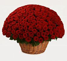 Премиум букет из: Розы в Шкуринской